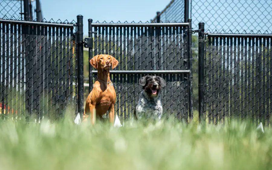 Puppy foundations program
